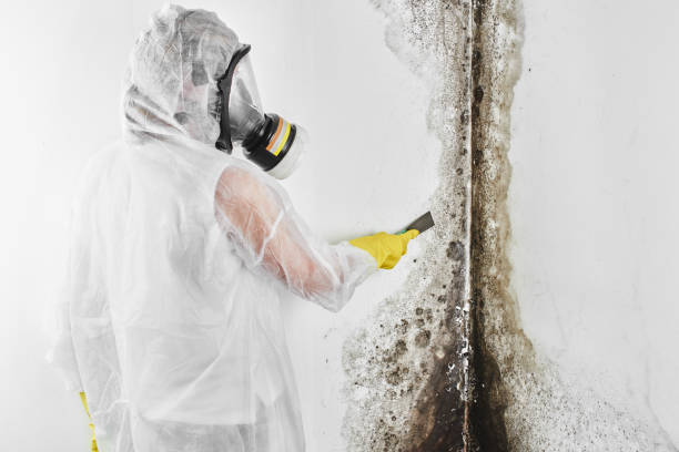 Best Attic Mold Removal  in USA